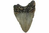Fossil Megalodon Tooth - North Carolina #221893-1